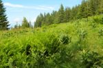 2014-07-05_Laengental-N-Hochweg (662). JPG